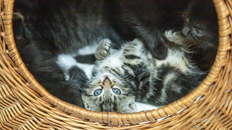 Zahlreiche Kätzchen im Tierheim Pirna suchen ein gutes Zuhause.