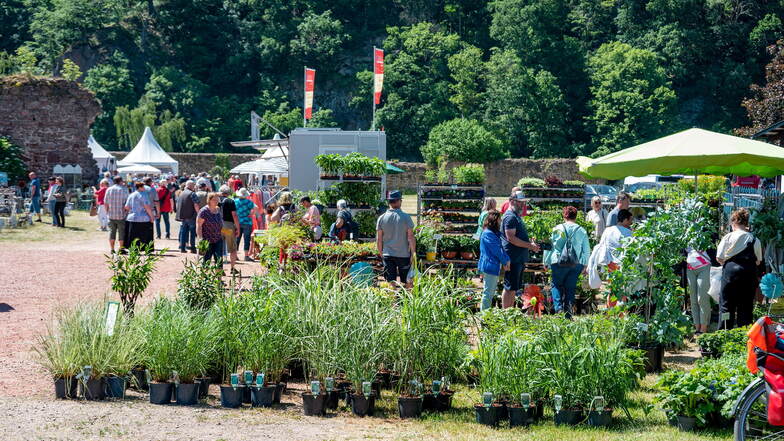 Beim Kloster- und Gartenfest finden Besucher alles für Haus, Hof und Garten. Zur besten Pflanzzeit bieten Gärtnereien traditionelle Pflanzen und Neuheiten.