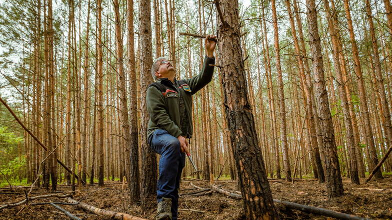 "Dieser Baum wird es nicht schaffen", sagt Thomas Sobczyk, der im Kreis Bautzen für Wald- und Pflanzenschutz zuständig ist. Zu lange stand der Baum vor zweieinhalb Wochen bei einem Waldbrand in Flammen.