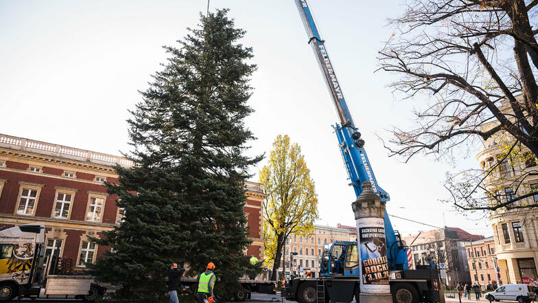 Mit einem Gewicht von 4,5 Tonnen stellte der Weihnachtsbaum auf dem Platz der Friedlichen Revolution bei der Frauenkirche 2020 eine Herausforderung für die Aufsteller dar.