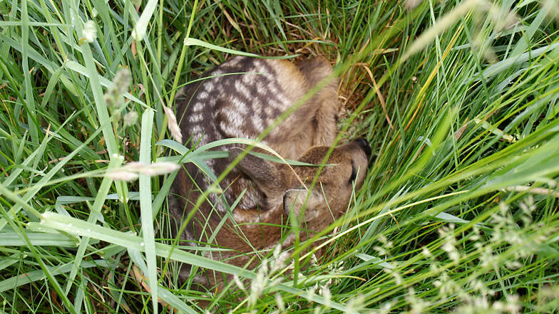 Hohes Gras ist für Ricken das ideale Versteck für ihre neugeborenen Kitze. Doch Felder mit Futtergras stellen durch die Mahd mit großen Maschinen eine tödliche Gefahr für Kitze dar.