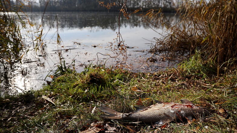 Ein toter Fisch am Ufer des Hahnefelder Speichers. Vor etwa einer Woche war dort die Sauerstoffkonzentration plötzlich zurückgegangen. Warum, wird nun untersucht.