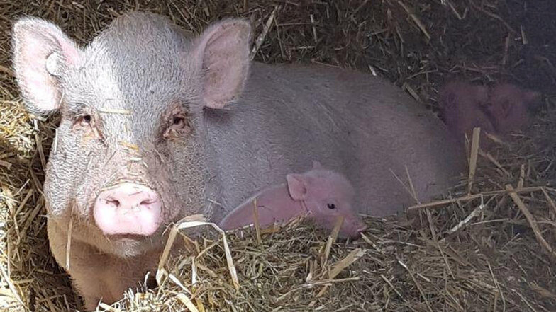 Mini-Schwein Nudossi mit dem Nachwuchs: Auch die Vaterschaft scheint nun geklärt