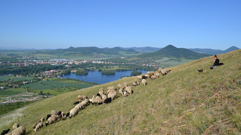 Seit 2018 gehören Schafherden wieder zum Bild des Böhmischen Mittelgebirges. Im Hintergrund die Gipfel Lovoš (Lobosch) und Milešovka (Milleschauer).