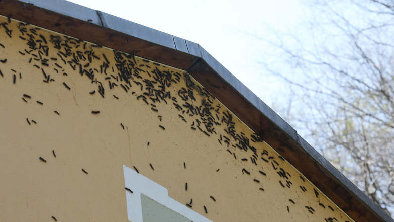 Schwammspinner Raupen haben die Fassade eines Hauses in Geras Stadtteil Liebschwitz befallen. 