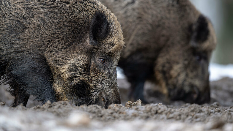 Zwei Wildschweine wühlen bei der Futtersuche mit der Schnauze im Erdboden.