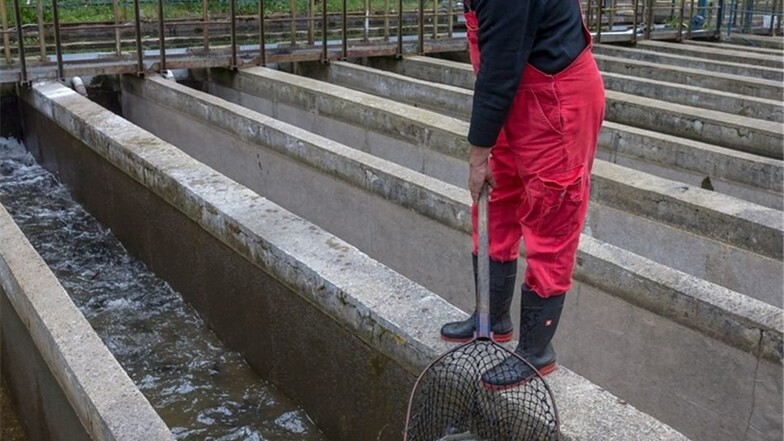 Forellenzüchter Axel Tanneberger hatte Glück: Seine Fische sind nicht verseucht. Aber Becken und Zuläufe müssen gereinigt werden.