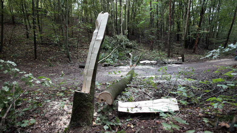 Vom Baum erschlagen: Ein 46-Jähriger starb am Sonnabend im Breiten Grund in Freital.
