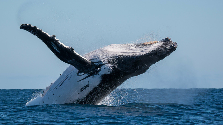 Buckelwale können bis zu 15 Meter lang werden.