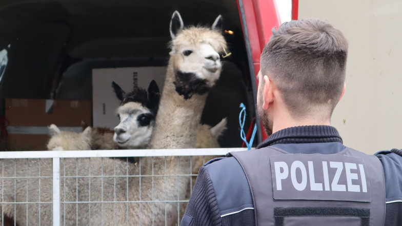 Beim Öffnen der Heckklappe eines Kleintransportes auf der A4 bei Wilsdruff glubschten den Polizisten unter anderem sechs Alpakas entgegen.