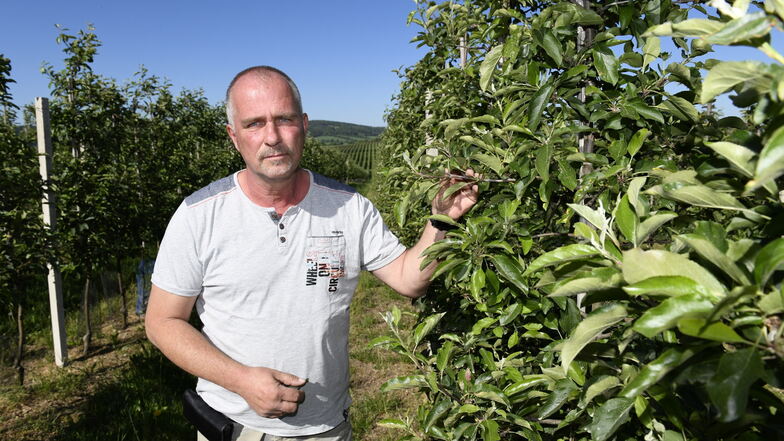 Der Frost hat alle Äpfel vernichtet: Steffen Winkler von der Obstfarm in Kreischa sucht vergeblich zwischen den Blättern.