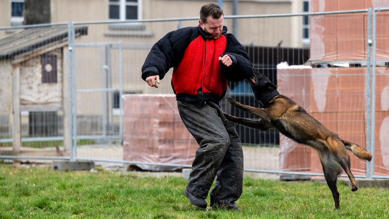 Jeder Hundeführer muss sich im Training auch von anderen Hunden angreifen lassen: Hier zeigt die Malinois (eine Variante des Belgischen Schäferhundes) Evienne ihre Sprungkraft an Hundeführer Philipp Keller.