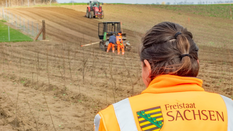 Mit Pflanzmaschine und Traktor sind Mitarbeiter einer Landschaftsbaufirma am Rande der Ortschaft Hahnefeld unterwegs, um Bäume zu pflanzen. Die Aufforstung ist Teil der Vorbereitungen für den weiteren Ausbau der B169 zwischen Riesa und der A14.