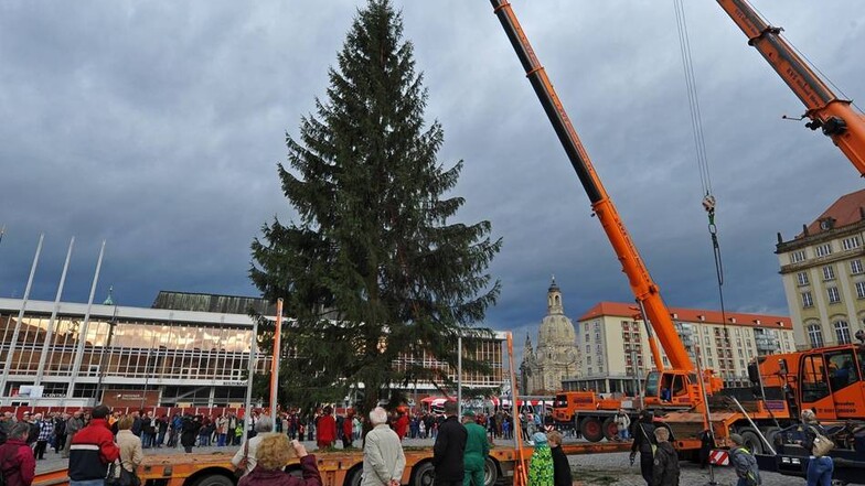 Eine etwa 40 Jahre alte Fichte steht in diesem Jahr als Weihnachtsschmuck im Mittelpunkt des Striezelmarkts. Der Baum wurde am Sonnabendmorgen auf einem Privatgrundstück in Langebrück gefällt.