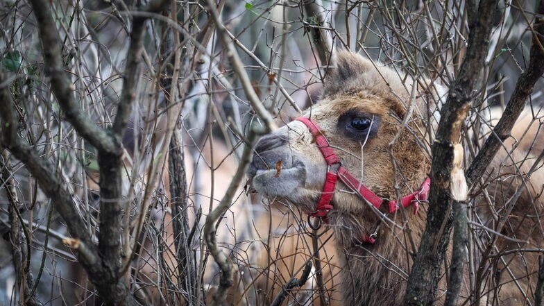 Kamele vom Circus Magic haben die Blätter an einer Hecke am Elbepark in Dresden abgegessen. Für manche ein Ärgernis - für die Kamele ein kleines Festmahl.