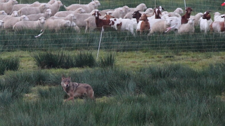 Wolf tötet 18 Schafe in Rammenau