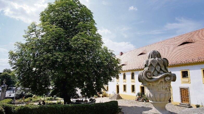 Diese prächtige Kastanie steht vor einem ehemaligen Wirtschaftsgebäude von Schloss Seußlitz, heute beschirmt sie die dortige Gaststätte.