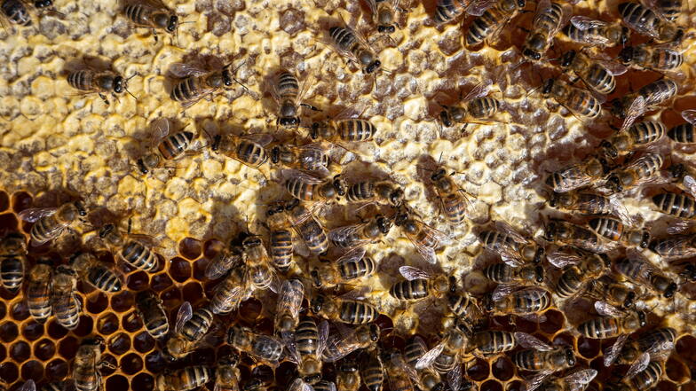Unbekannte haben in Roßwein Bienenstöcke angezündet.