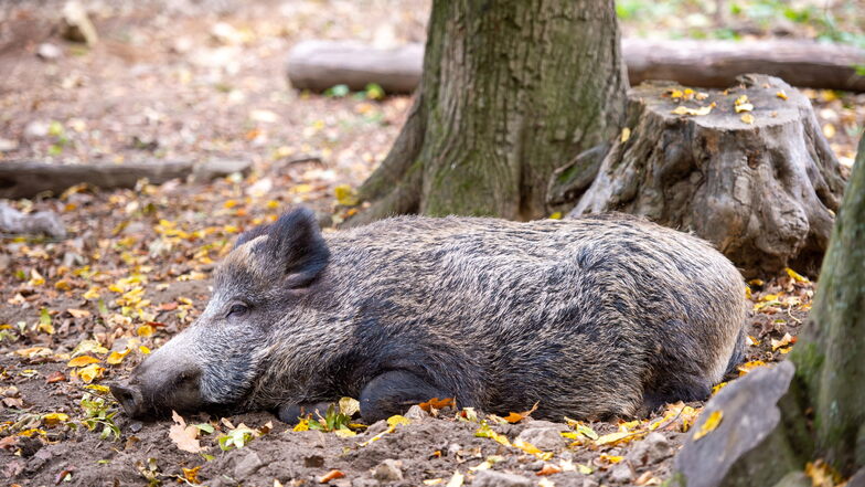 Schweinepest: Kreis Bautzen beantragt für zwei Bereiche Lockerung der Regeln