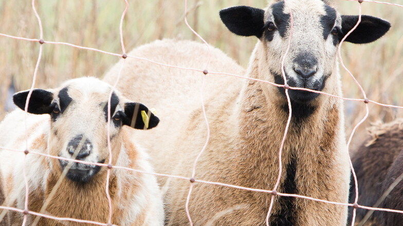 Um eine verheerende Schafhaltung ging es jetzt am Amtsgericht in Pirna. Symbolfoto