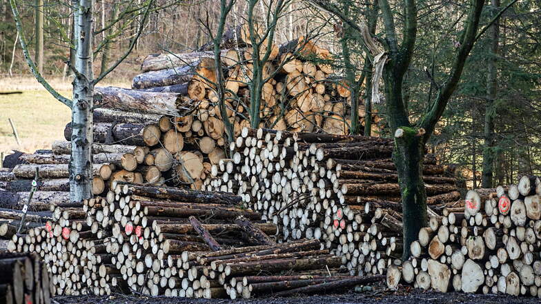 Viele Bäume im Cunewalder Stadtwald mussten wegen Sturmschäden und Borkenkäferbefall gefällt werden. Der Erlös aus den Verkäufen des Schadholzes soll für Aufforstungen genutzt werden.