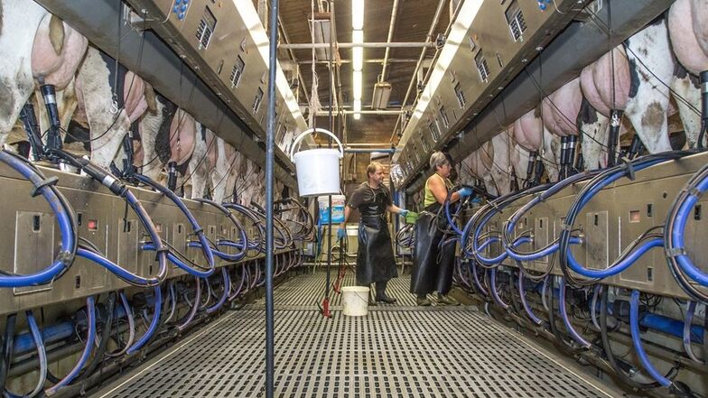 Für die Nieder Seifersdorfer ist das Melken der Kühe derzeit ein Minusgeschäft. Doch die Landwirte wollen den Preiskampf durchstehen und sparen lieber an anderer Stelle. Foto: André Schulze