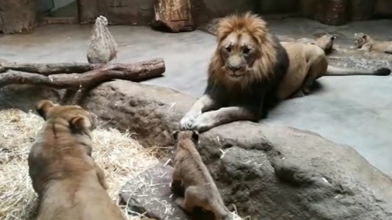 Der Screenshot zeigt einen Blick in die Löwenhöhle im Leipziger Zoo