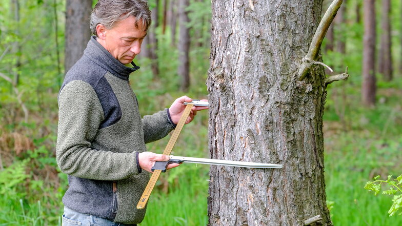 So werden die Maße eines Baumstammes ermittelt. Daniel von Sachsen zeigt es. Der Waldbesitzer und -bewirtschafter nutzt dafür eine sogenannte Messkluppe.