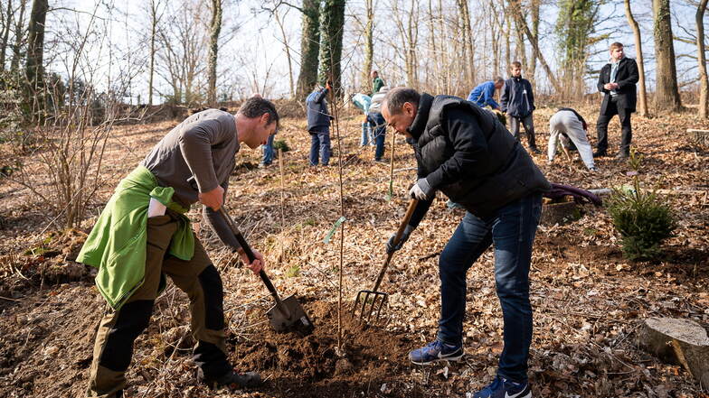 Steffen Leder aus dem Sachgebiet Stadtgrün im Rathaus (links) und OB Octavian Ursu pflanzten voriges Jahr zusammen mit vielen Helfern Bäume im Schellergrund in Görlitz.