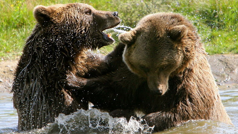 Braunbären sehen irgendwie putzig aus, können in freier Wildbahn aber sehr gefährlich werden.