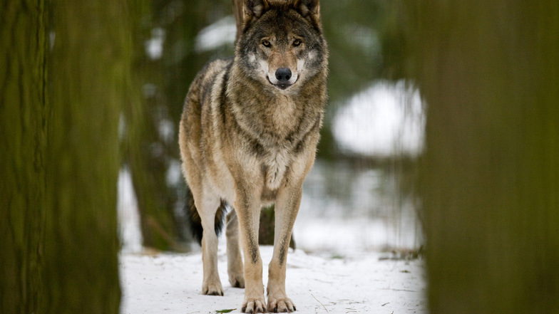 In der Böhmischen Schweiz sind Wölfe seit 2016 nachgewiesen. Das Foto zeigt aber ein Tier aus einem Wildpark.