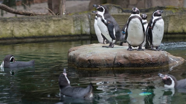 Die Pinguine: Der Zoo ist Gründungsmitglied des Pinguinschutzvereins Sphenisco e.V. Diesen unterstützt er jährlich mit bis zu 1000Euro. Der Verein leistet vor allem Bildungsarbeit an Schulen und kämpft für Naturschutzgebiete.