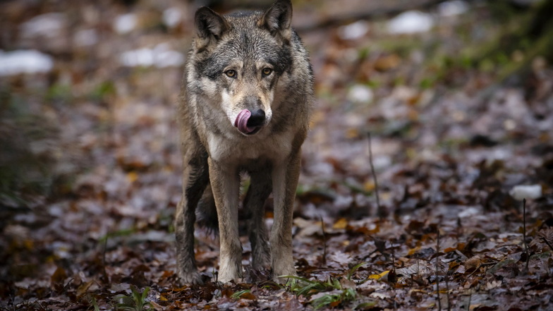 In Sachsen ist geregelt, wer die Entnahme von Wölfen erlauben und durchführen darf. 2024 könnte der Abschuss von auffälligen Wölfen leichter werden.