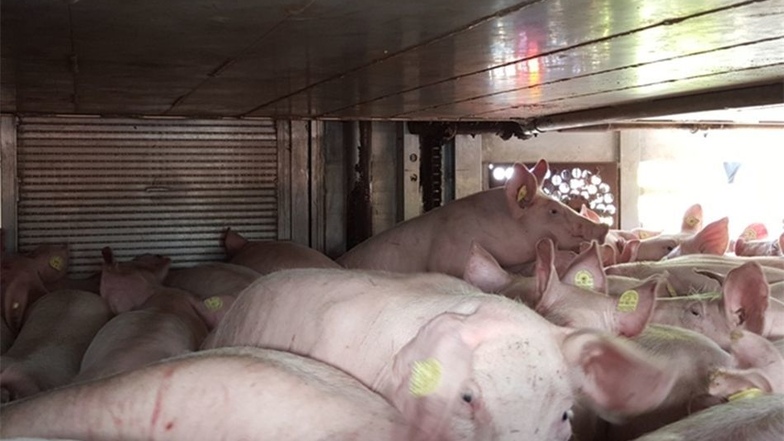 Am Dienstagvormittag wurde ein Fahrzeug mit 530 Schweinen überprüft. 60 Schweine hatte der Transporter zu viel geladen. Um die Belastung für die Tiere nicht unnötig zu erhöhen, erlaubten die Beamten die Weiterfahrt zum Bestimmungsort.