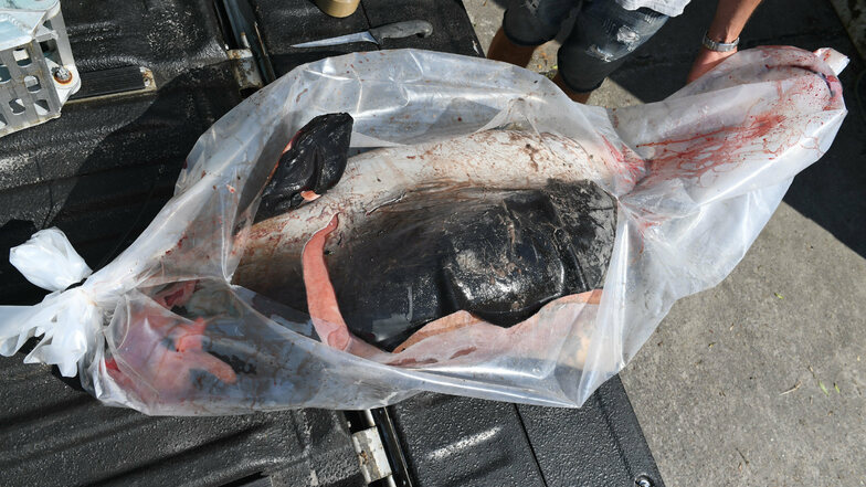 Ein toter Schweinswal liegt auf dem Gelände des Meeresmuseums Stralsund. Auch 2019 gab es wieder viele Totfunde an der Ostseeküste.