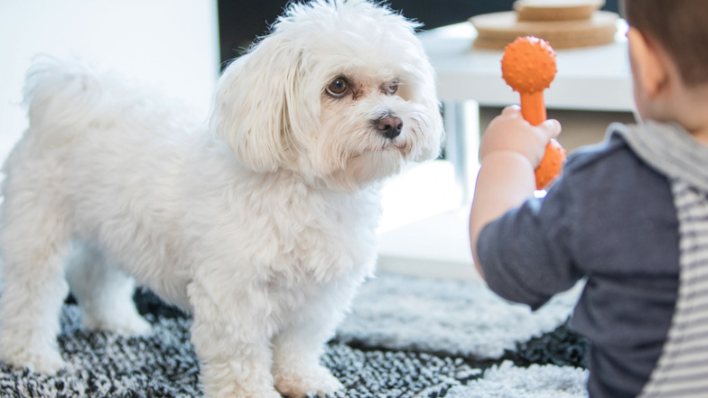 Finger weg von meinem Plastikknochen! Kinder müssen lernen, dass Hundespielzeug für sie tabu ist - nicht nur aus hygienischen Gründen.