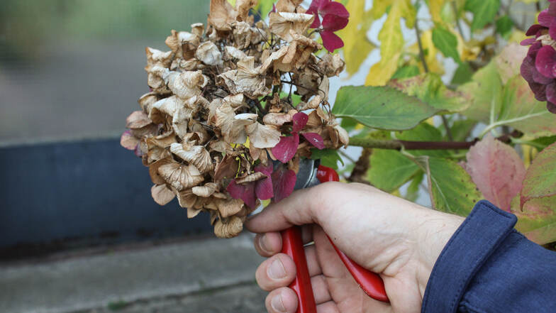 Hortensien zurückschneiden ist an sich keine große Sache, wenn man weiß, worauf zu achten ist. Andernfalls kann die Blüte erheblich leiden.
