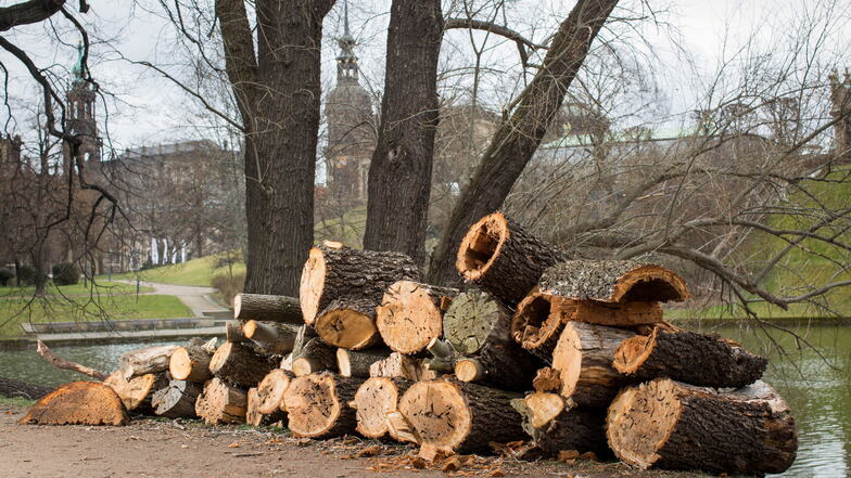 Dicke Holzstämme liegen derzeit im Park am Zwingerteich. Dort und in anderen Bereichen lässt der Schlösserbetrieb neue Bäume pflanzen.