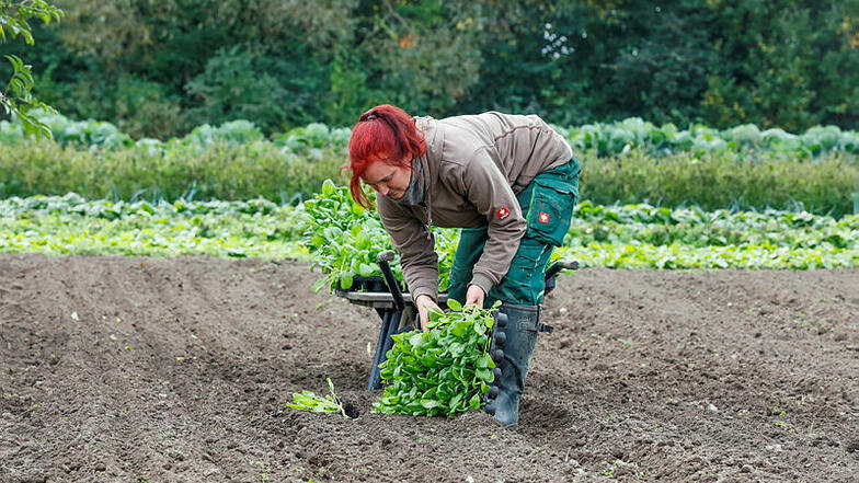 Peggy Schostek pflanzt Spinat. Nach dem plötzlichen Tod ihres Mannes muss sie ihre Biogärtnerei allein bewirtschaften.