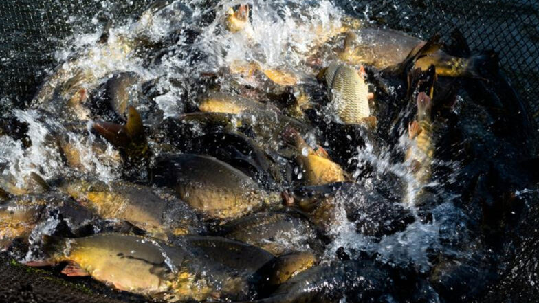 Mit kräftigen Flossenschlägen peitschen die kraftvollen Karpfen das Wasser. Bis zum Abfischen bleibt ihnen noch eine Galgenfrist.