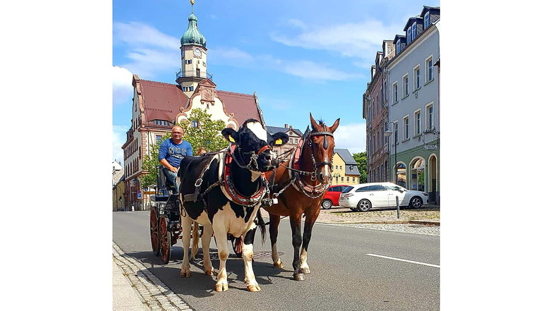 Piere Fritzsche mit  der Kutsche und dem Gespann in Geringswalde unterwegs.