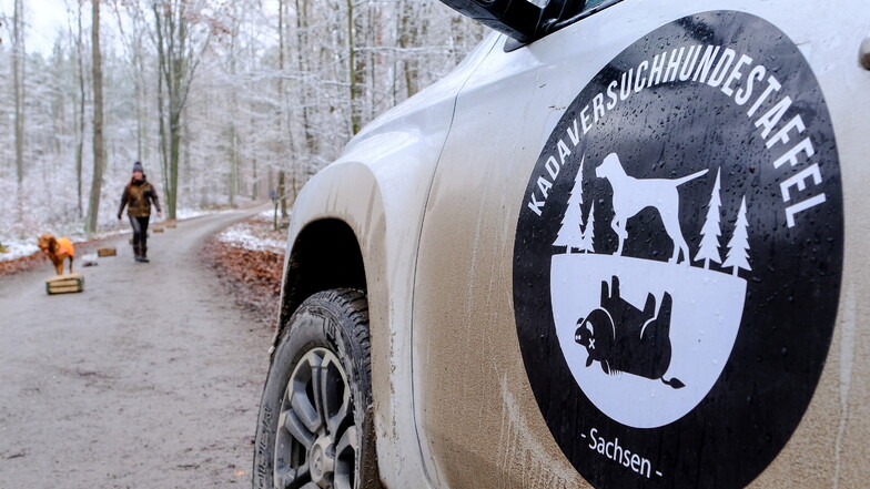 Im Moritzburger Staatswald findet derzeit der zweite Lehrgang in Sachsen zur Ausbildung von Hunden zur Fallwildsuche zur Eindämmung der Afrikanischen Schweinepest statt.