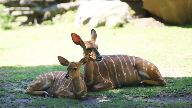 Die Nyalas im Zoo Dresden haben Nachwuchs bekommen.
