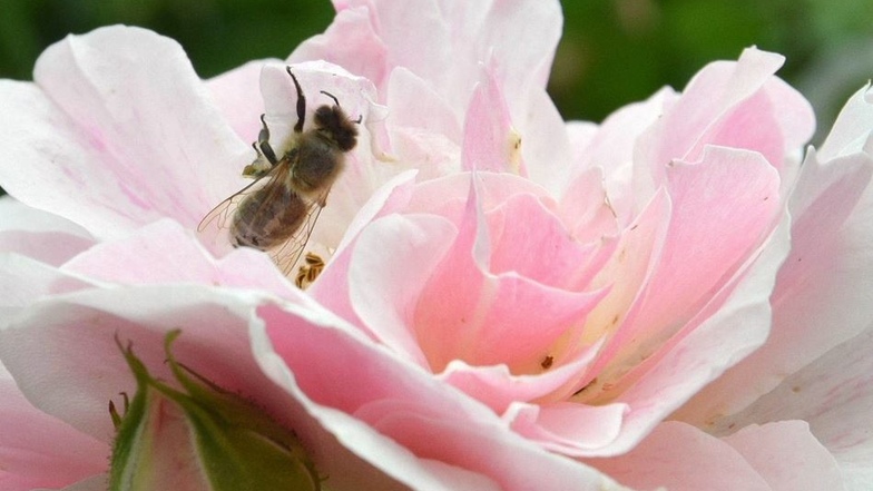 Das Idealbild von Natur: Eine Biene fliegt von Blüte zu Blüte. Doch auch in Görlitz und seinem Umland ist das seltener als früher der Fall.