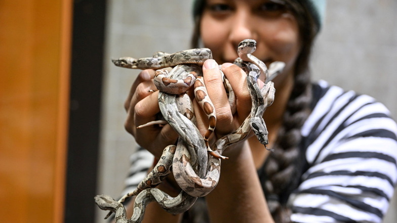 Renate Hug, Mitarbeiterin im Reptilienhaus in Unteruhldingen am Bodensee, hält mehrere junge Boa constrictor in den Händen.