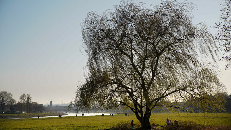 Trockenheit: Dresdens Bäumen fehlt das Wasser
