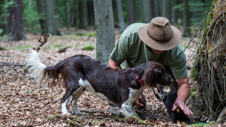 Hundeführer Laurent Heimen mit seinem Münsterländer "Qesra" bei der Ausbildung zum Kadaverspürhund.