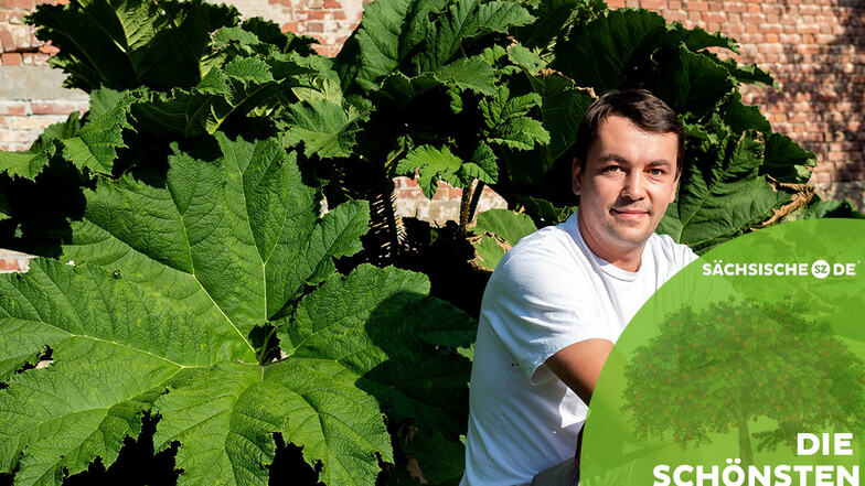 Der große Stolz von Michael Berndt ist das Mammutblatt. Die Pflanze hat in seinem Garten in Großharthau schon eine beachtliche Größe erreicht.