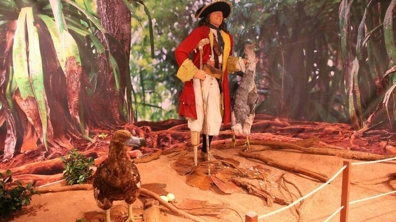 Ein Pirat treibt im Senckenberg Museum sein Unwesen – in der Ausstellung „Tot wie ein Dodo"