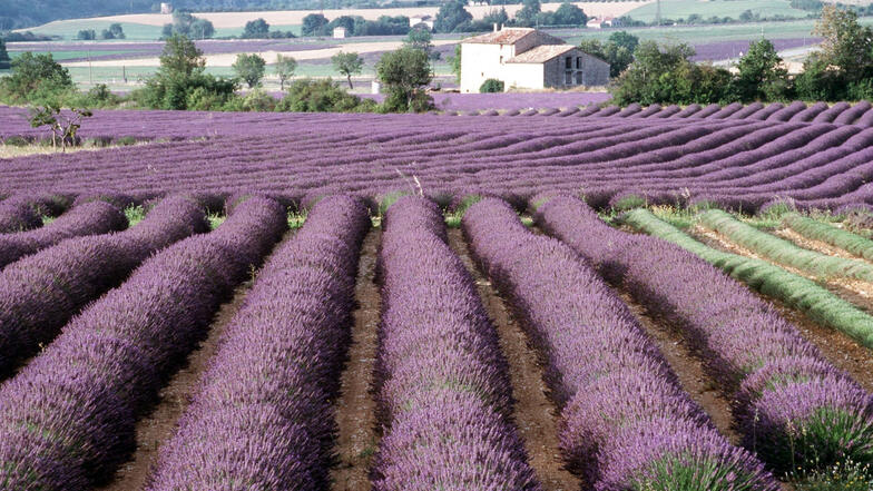 So kennt man es aus der Provence: Blühende Lavendelfelder.